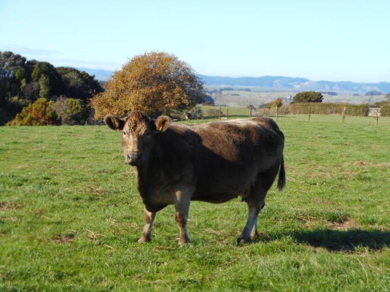 Buy & Sell Cattle NZ Murray Grey