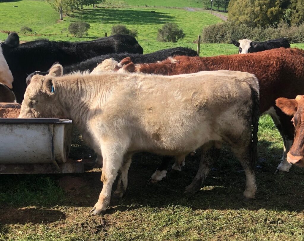 Buy & Sell Cattle NZ Murray Grey