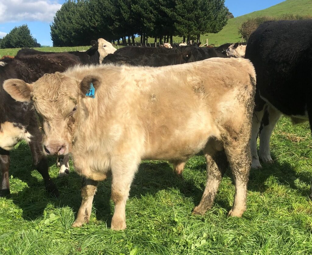 Buy & Sell Cattle - NZ Murray Grey