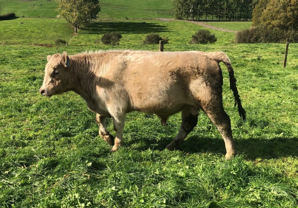 Buy & Sell Cattle NZ Murray Grey